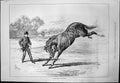 Antique Old Print Fractious Youngster Sturgess Training Young Horse Rope 1876