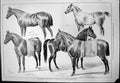 Old Print Flower Prince Waless Stud Marlborough House Census Zoolite 1876 19th