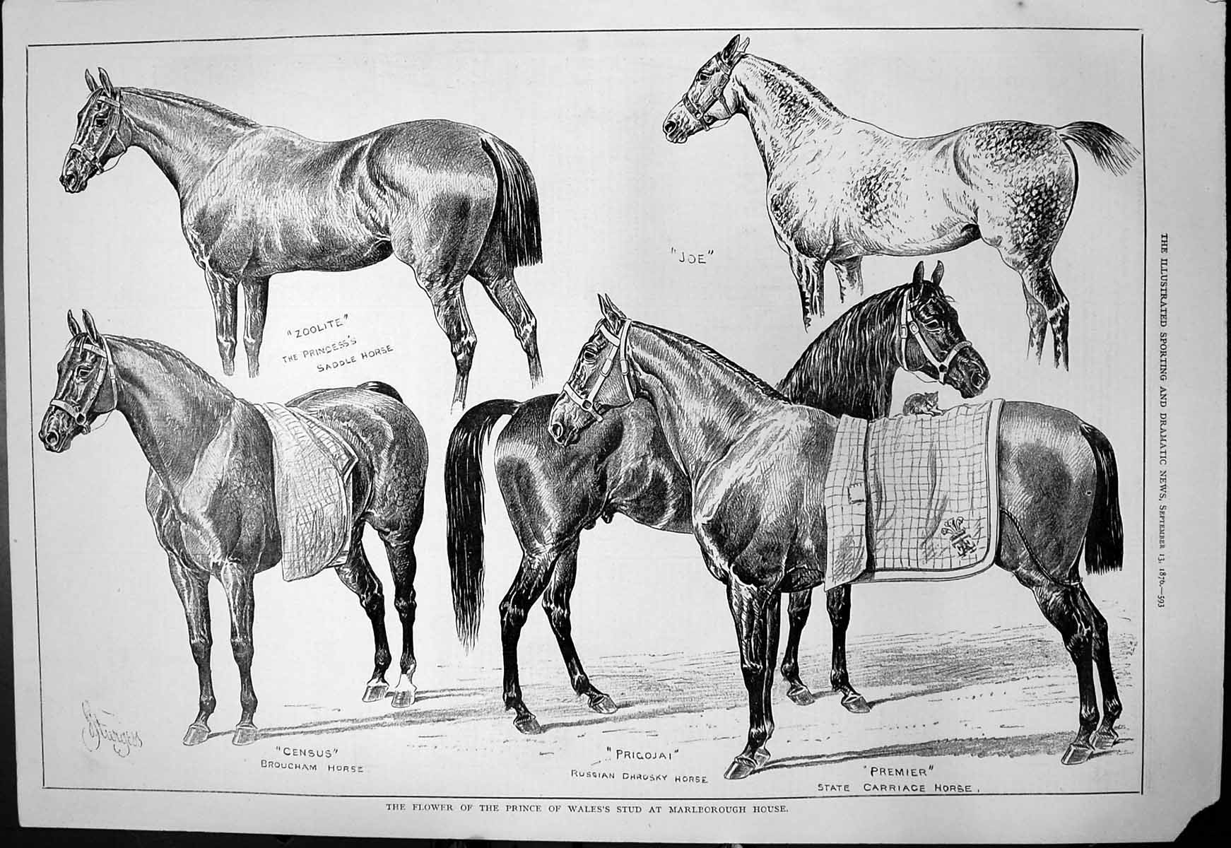 Old Print Flower Prince Waless Stud Marlborough House Census Zoolite 1876 19th