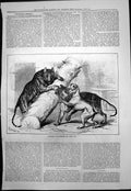 Original Old Antique Print Unusual Playmates Zoo Rh Moore Dog Two Tigers 1876