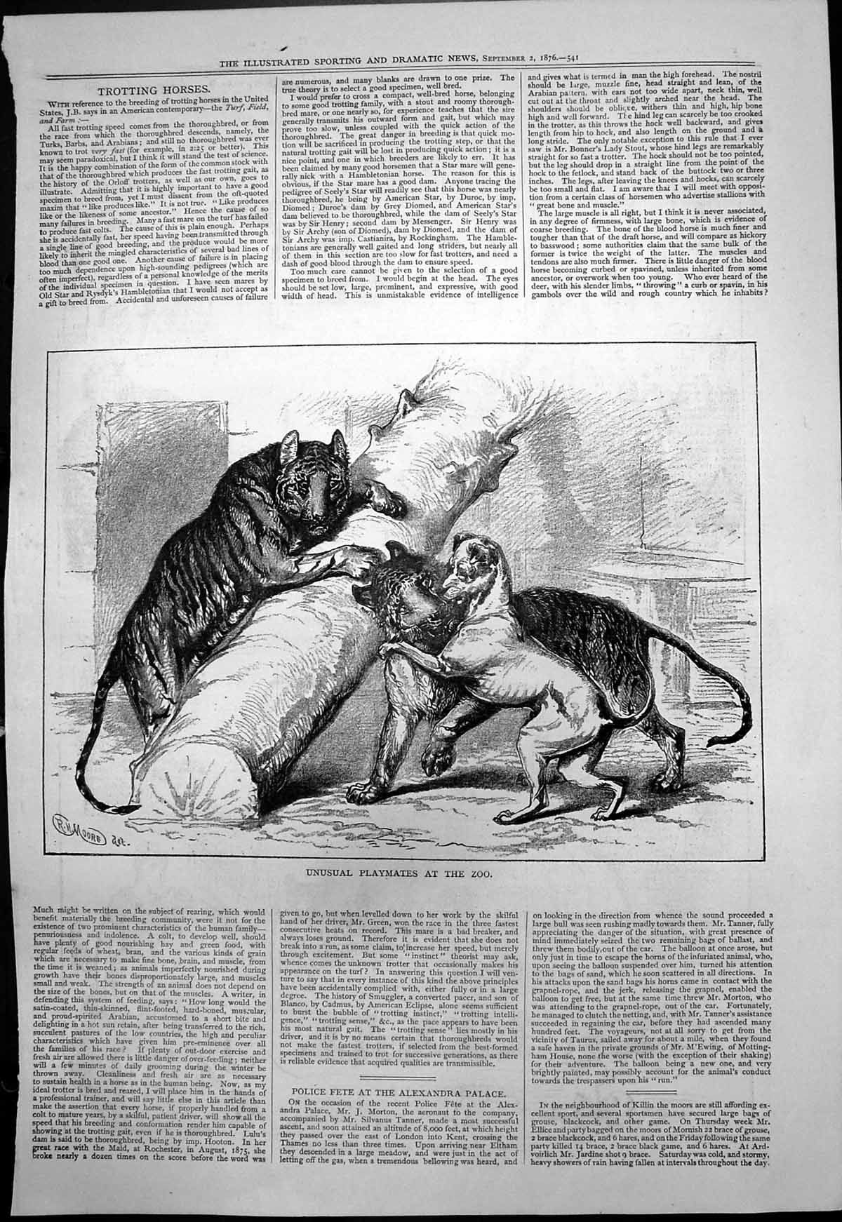 Original Old Antique Print Unusual Playmates Zoo Rh Moore Dog Two Tigers 1876