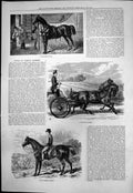 Old Antique Print Horses Pair Driving Brougham Light Weight Hunter 1876 19th