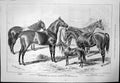 Old Islington Horse Show Royal Exhibits Agricultural Hall Nawab 1876 Victorian