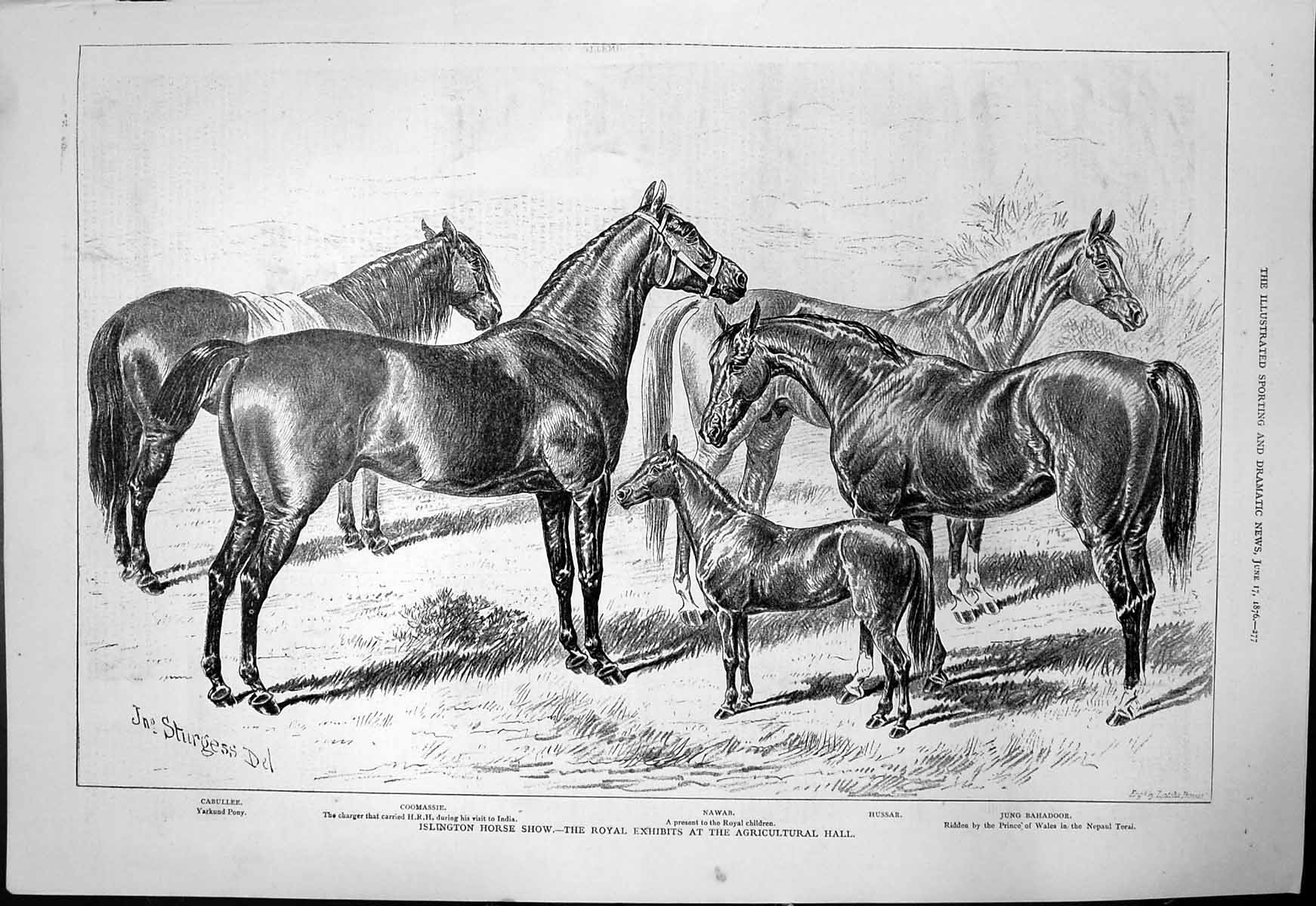 Old Islington Horse Show Royal Exhibits Agricultural Hall Nawab 1876 Victorian