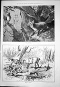 Antique Old Print Sour Grapes Fox Bird Gone Earth Dogs Searching Hole 1876 19th