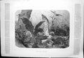 Original Old Antique Print Birds Fighting Over Prey Dead Rabbit Eagle 1876 19th