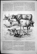 Old Islington Dairy Show Ayrshire Shorthorned Jersey Twin Calves 1876 Victorian