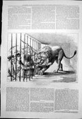 Old Perilous Position Lion Cage Mans Arm Mouth Men Attack Forks 1876 Victorian