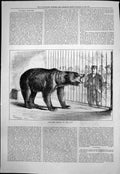 Antique Old Print New Grizzly Zoo Rh Moore Bear Growling Spectators Cage 1876