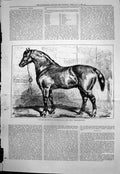 Antique Old Print Captain Machells Two Year Cart Colt Marvellous Winner 1876