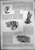 Antique Old Print Flowers Sketch Crystal Palace Summer Night Grecian Pit 1876