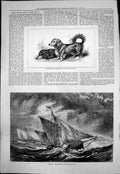 Antique Old Print Dirty Weather Alfred Dawson Long Haired Daschshunds 1876 19th