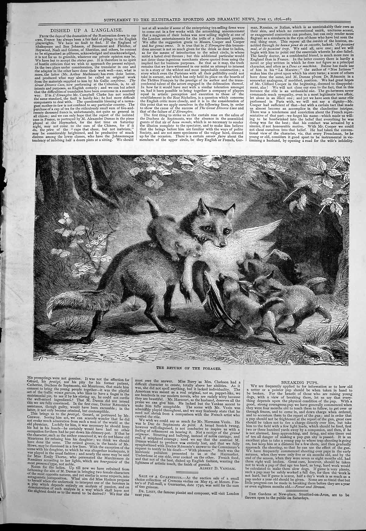 Old Antique Print Return Forager Fox Returns Its Cubs Dead Duck Food 1876 19th