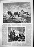 Original Old Antique Print Cheyenne Indians Rivals Deer Fighting Antlers 1874