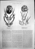 Old Souvenirs Indian Sport Head Tiger Indian Lion Antlers Axis Sambur