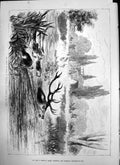 Old Prince Wales Chantilly Incident Chase Stag River F Wentworth 1874 Victorian