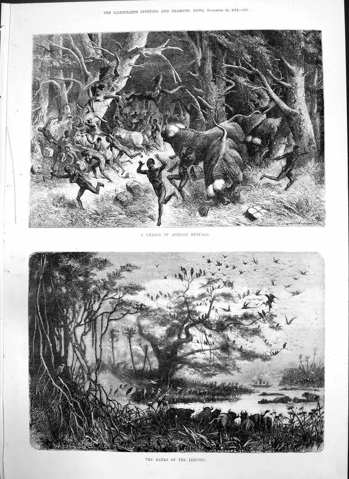 Antique Old Print Charge African Buffalo Banks Limpopo Barry Cornwall 1874 19th