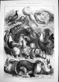 Original Old Antique Print Poultry Rabbit Show Crystal Palace By Bye 1874 19th