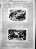 Antique Print Wild Boar Shooting Boar Seraglio Sounder Hog Plan Canoe 1874 19th
