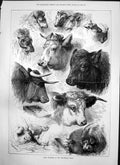 Original Old Antique Print Prize Winners Smithfield Show Cattle Sheep Pigs 1874