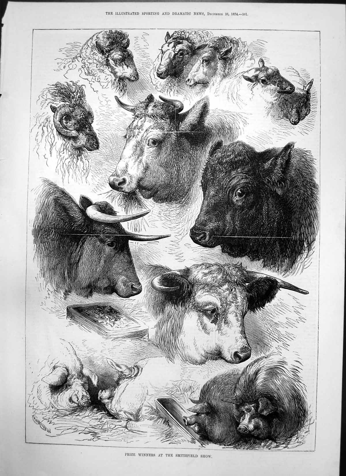 Original Old Antique Print Prize Winners Smithfield Show Cattle Sheep Pigs 1874