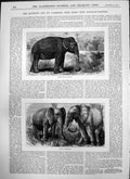 Old Indian Wild Elephant African Elephants Captious Critic Music Hall