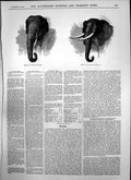 Original Old Antique Print Head Indian Elephant Head African Elephant 1874 19th