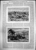 Old Antique Print Crocodile Mobbed In Sudd Elephants In Difficulty 1875 19th