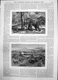 Old Bull Elephant Shakes Down Fruit Tree Driving Prairie With Fire 18 19th