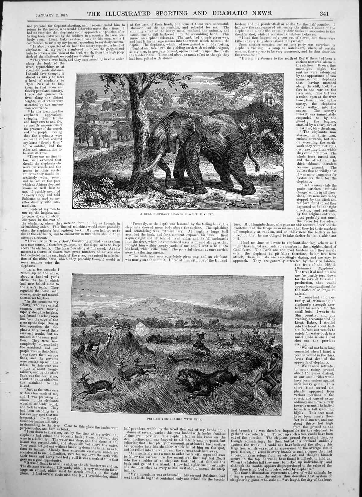 Old Bull Elephant Shakes Down Fruit Tree Driving Prairie With Fire 18 19th