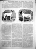 Old Print Diver Dog Mp Thomas Hopkinson Vandal Dog Mr J H Murchison 1875 19th