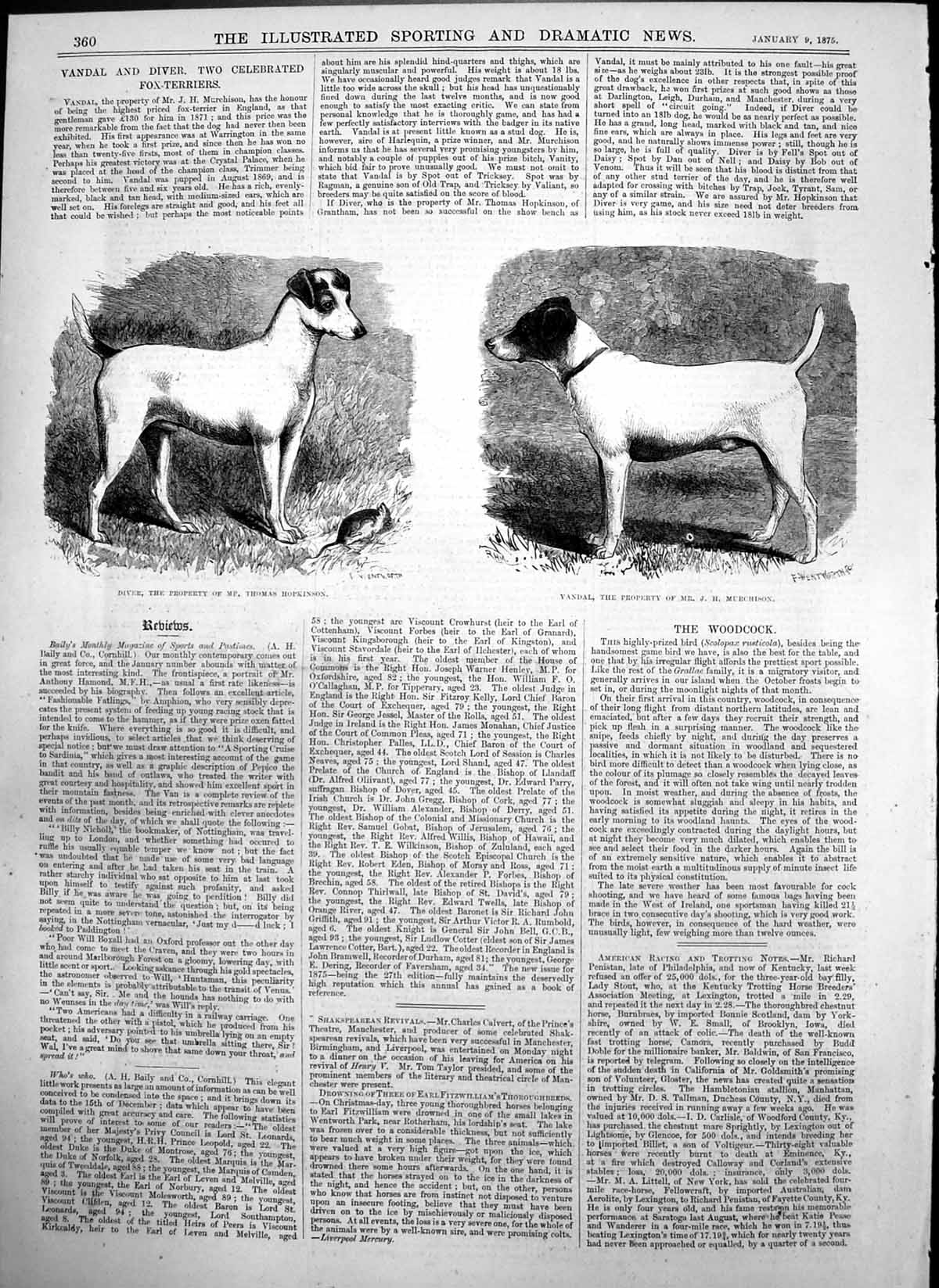 Old Print Diver Dog Mp Thomas Hopkinson Vandal Dog Mr J H Murchison 1875 19th