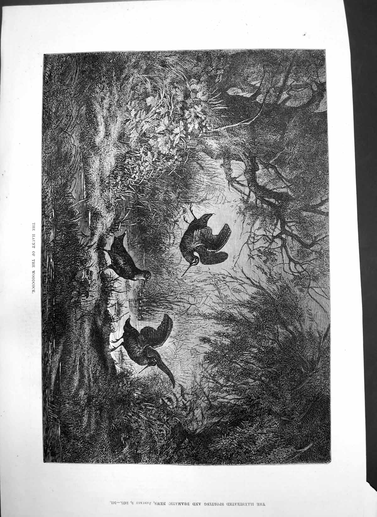 Antique Print Haunt Woodcock Portugal Street Theatre Beginning Century 1875