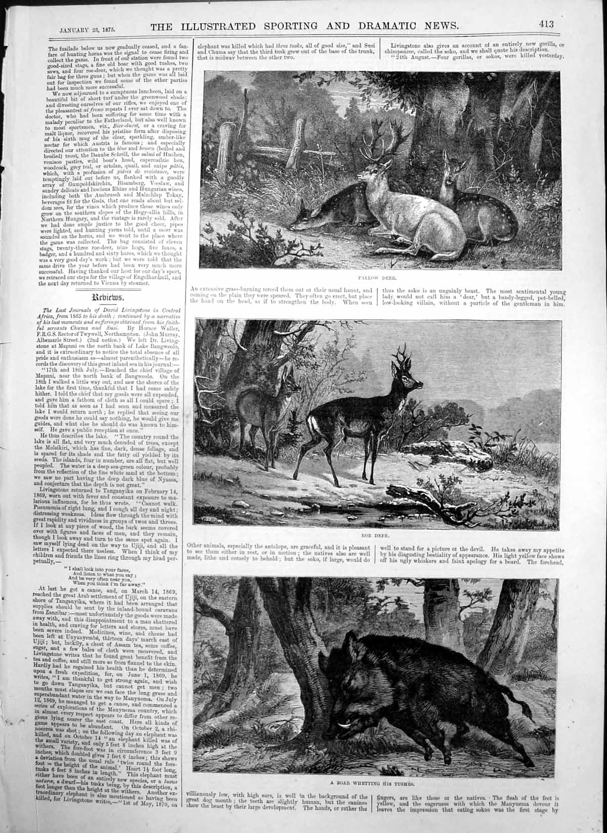 Old Deer Driving Austria Fallow Deer Roe Deer Boar Whetting Tushes 18 Victorian