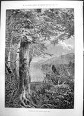 Original Old Antique Print Hemlocks Lake Otsego John Hows Trees Lake 1875 19th