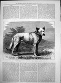 Old Garry Hybrid Dog Exhibited Birmingham Dog Show Tricks Whist 1875 Victorian