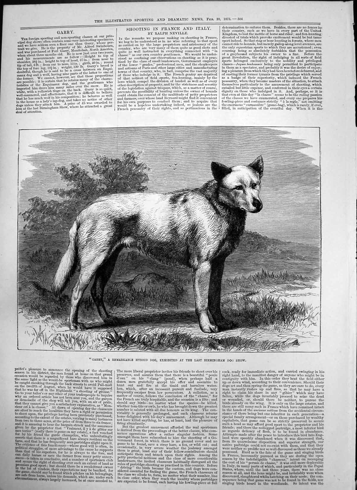 Old Garry Hybrid Dog Exhibited Birmingham Dog Show Tricks Whist 1875 Victorian