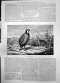 Original Old Antique Print Two Red Legged Partridges 1875 19th