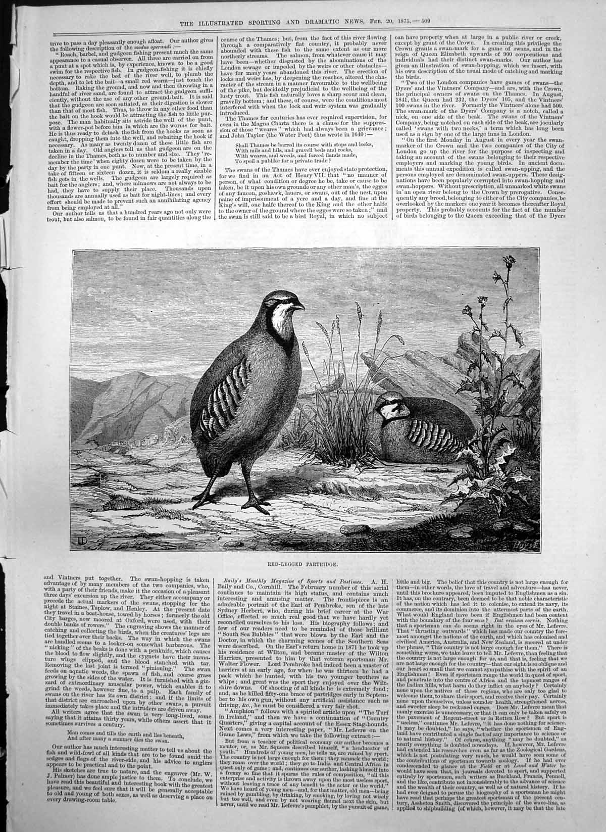 Original Old Antique Print Two Red Legged Partridges 1875 19th