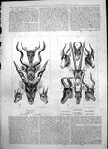 Old Game Southern Africa Sassaybe Koodoo Eland Springbok Pallah 1875 Victorian