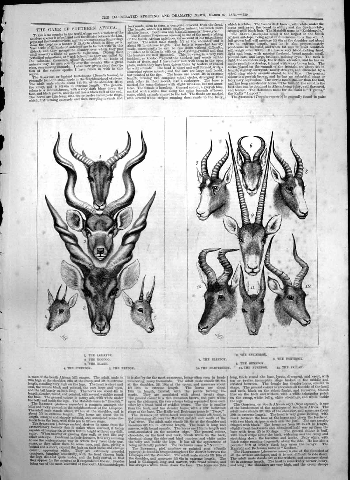 Old Game Southern Africa Sassaybe Koodoo Eland Springbok Pallah 1875 Victorian
