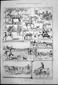 Antique Print Arabian Steed Castor Arab Breed Breaks Loose Dogs Chase 1890 19th