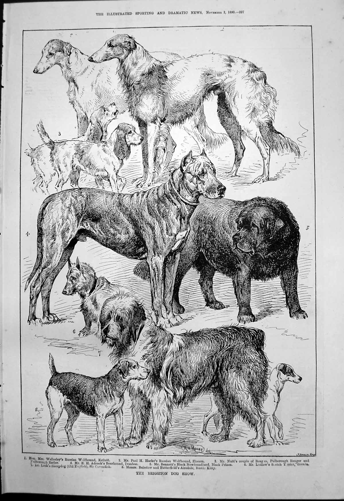 Antique Old Print Brighton Dog Show Russian Wolfhound Balaclava Heroes 1890