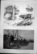 Old Print Wild Duck Shooting Sambur Shooting Baba Buden Hills Mysore 1890 19th