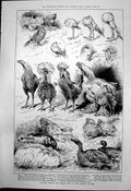 Antique Print Poultry Pigeon Rabbit Show Crystal Palace Ducks Turkeys 1890 19th
