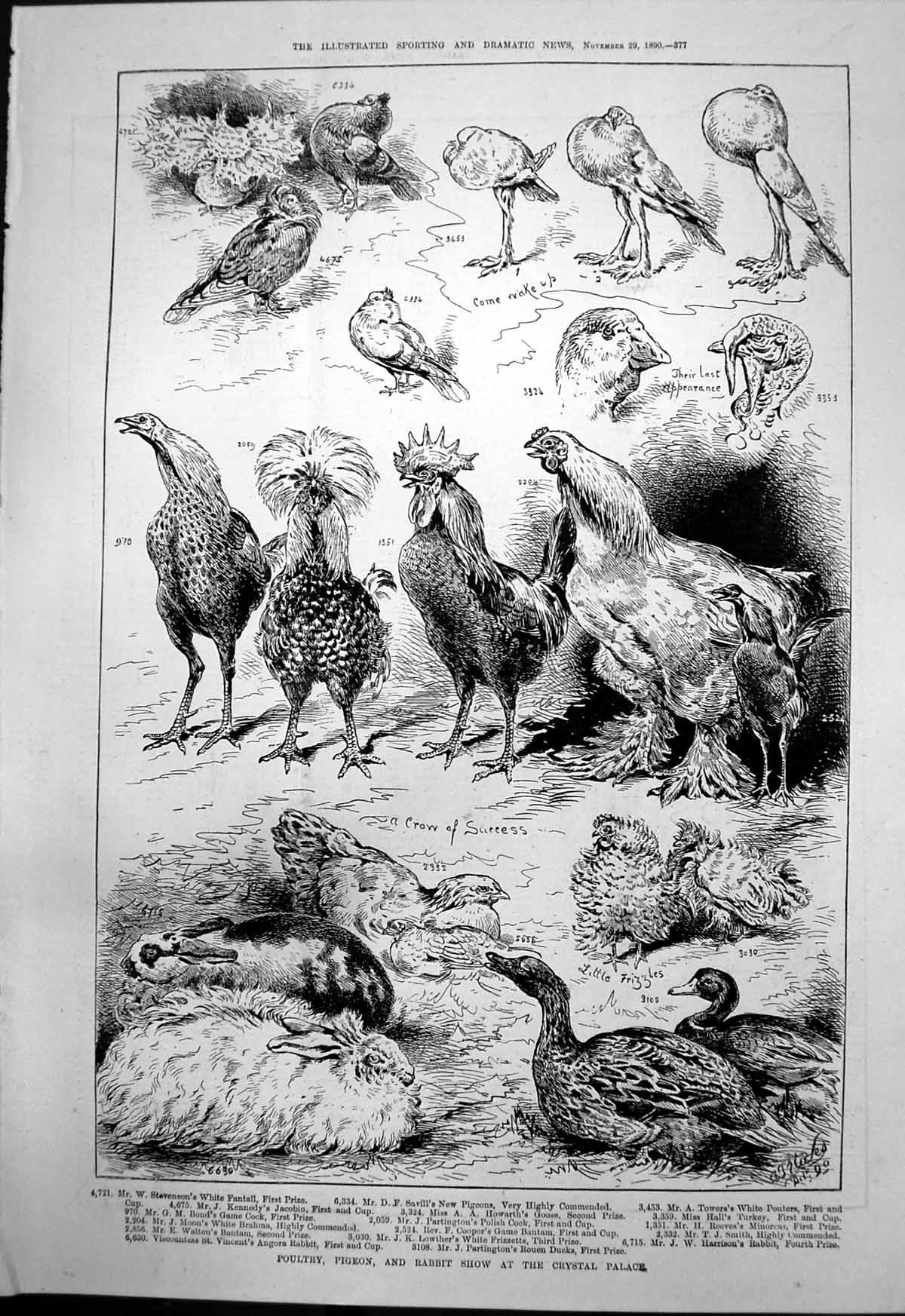 Antique Print Poultry Pigeon Rabbit Show Crystal Palace Ducks Turkeys 1890 19th
