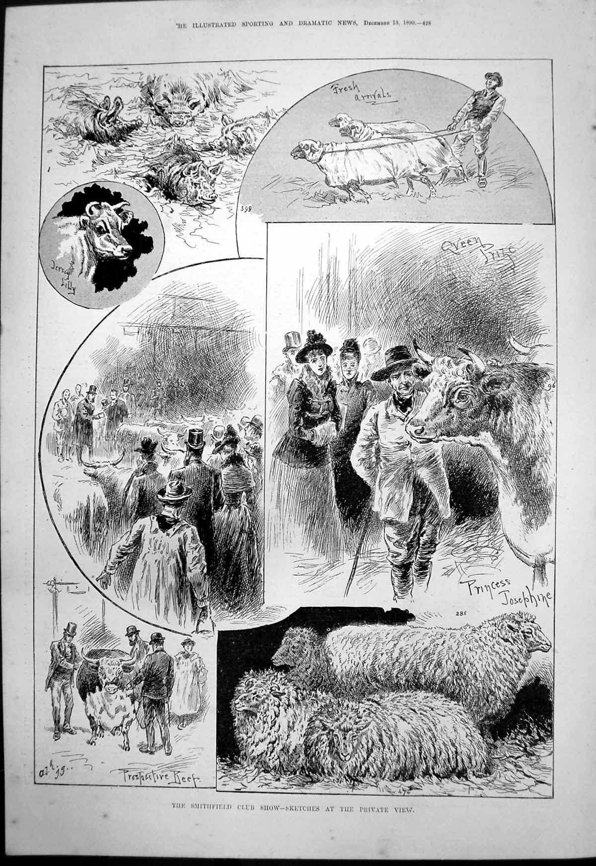 Old Print Smithfield Club Show Cattle Sheep Young Golfer Stuart Lowe 1890 19th