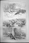 Old Duck Shooting Longford Castle Duck Island Approaching Blind 1890 Victorian