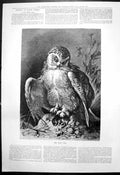 Original Old Antique Print Snow Owl With Mouse In Claws 1891 19th