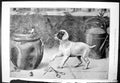 Old Friend Or Foe S T Dadd Frog Sitting Flower Pot Puppy Watching 189 Victorian
